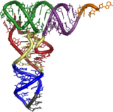 Transfer RNA
