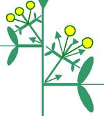 Plant Flowering