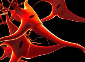 Neurons