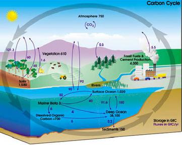 The Carbon Cycle