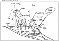 Rainforest Study Site