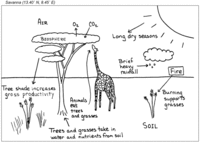 Savanna Study Site