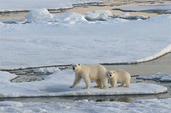 Polar Bears on sea ice
