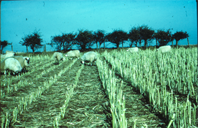 Kale for fodder