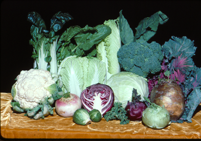 Grocery store brassicas