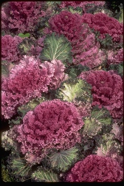 Kale