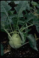 Kohlrabi ssp gongylodes
