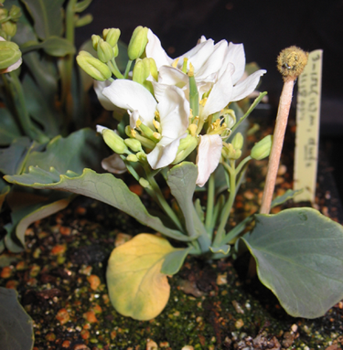 Rapid cycling Brassica oleracea