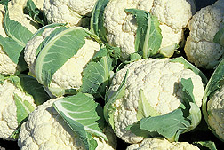 small cauliflower from USDA