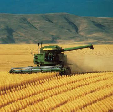 Combine Harvesting Wheat