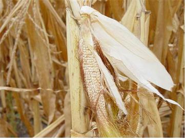 Drought and Corn