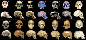 Chimp skull followed by a chronologic succession of hominid skulls