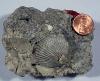 Fossil shell on matrix