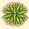 Image of Euastrum agalma by Ernst Haeckel