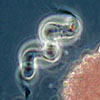 The sulfur bacterium Thiospirillum.