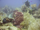 Marinescape from the Marine Sponge Microbial Observatory