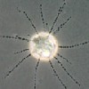 Massisteria, a cercomonad flagellate.