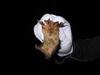 Examining a bat
