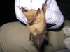 Examining a bat
