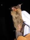 Examining a bat
