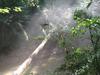 Fallen Tree