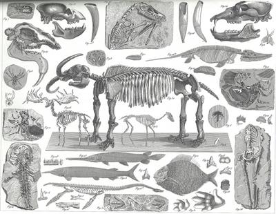 Figure of fossils from 1837 for Paleo Page