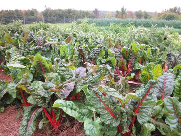 Sustainable farming