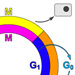 Cell Cycle Thumbnail 