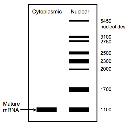Diagram of northern blot for RNA processing problem