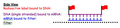 key northern blot