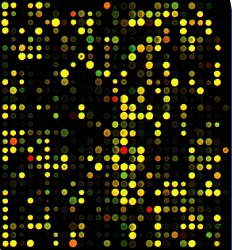 Microarray Image
