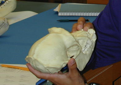 Student holding primate skull