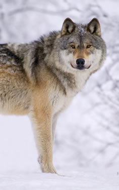 grey wolf