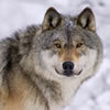 thumbnail image of a grey wolf