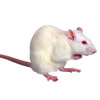 thumbnail image of a lab rat