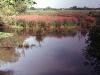 Purple loosestrife choking the wetland