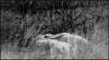Photo of pigs near Aberjona River