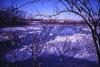 Aberjona River and wetland in winter