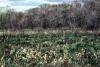 Wetland looking east